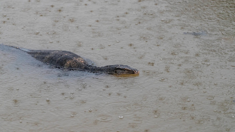 Asian Water Monitor lizard (Varanus salvator), swims in the Tapi River, Thailand